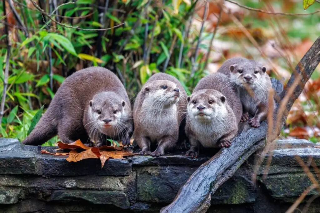 10 curiosidades interessantes sobre as lontras