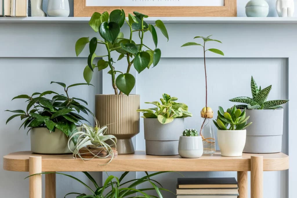 3 dicas para transformar os ambientes com plantas na decoração