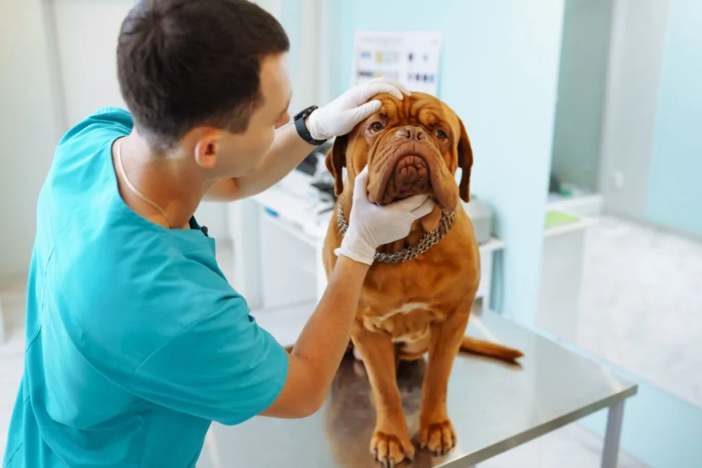 4 características do cachorro da raça dogue de bordeaux