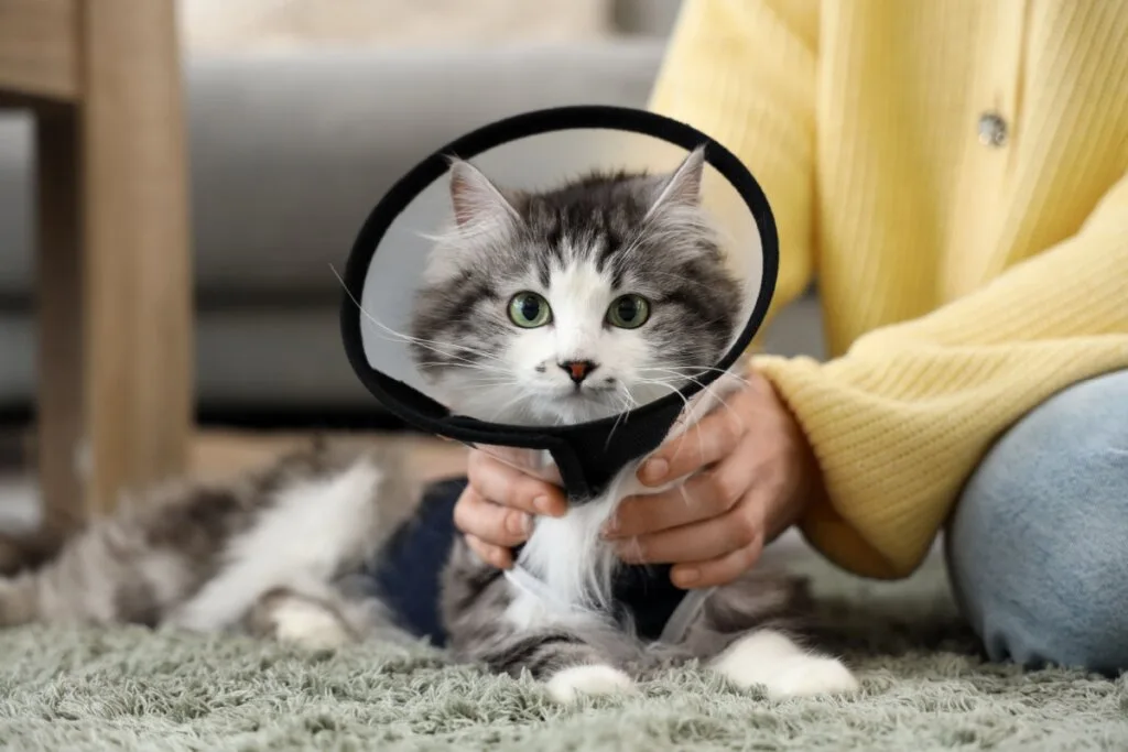 Veja qual é a idade certa para realizar a castração do seu pet