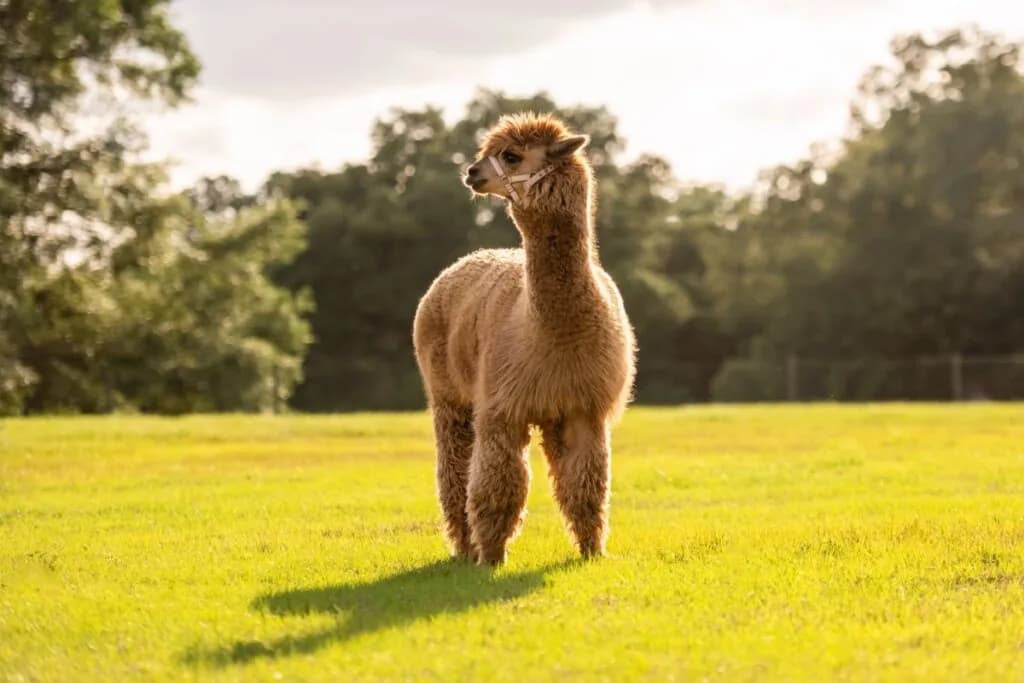 7 curiosidades interessantes sobre as alpacas