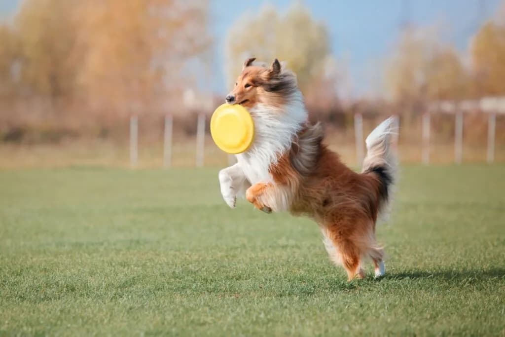 4 características do cachorro da raça rough collie