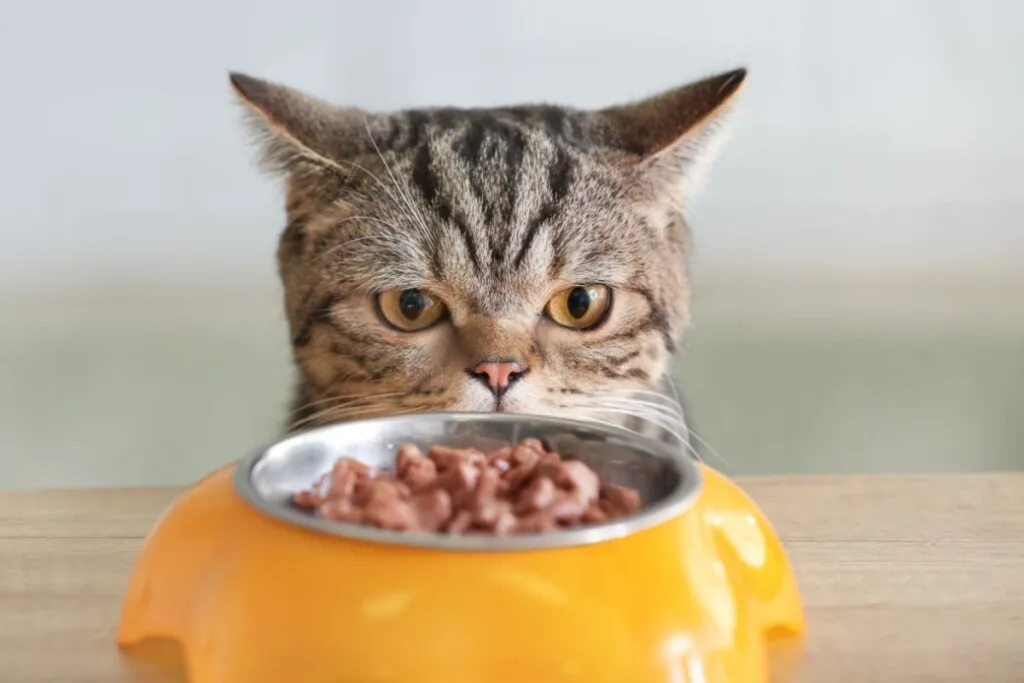 10 dicas para escolher o sachê para o gato