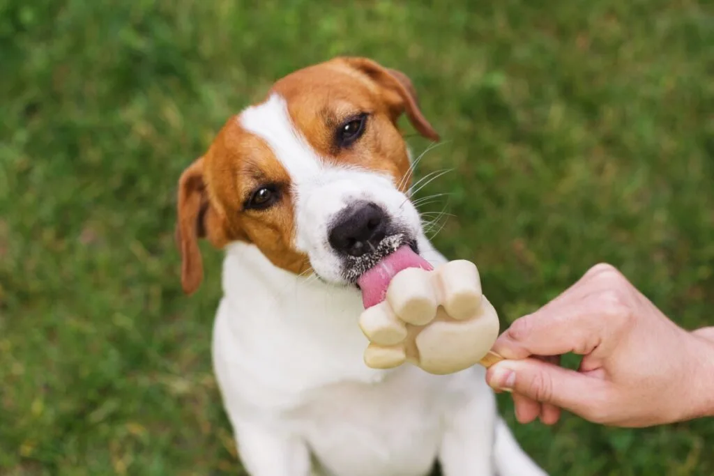 4 curiosidades sobre o paladar dos cachorros