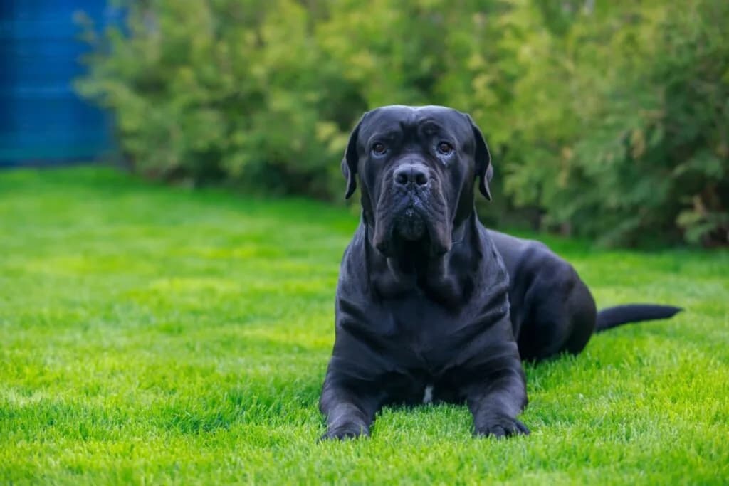 7 diferenças entre os cachorros das raças cane corso e dogo argentino