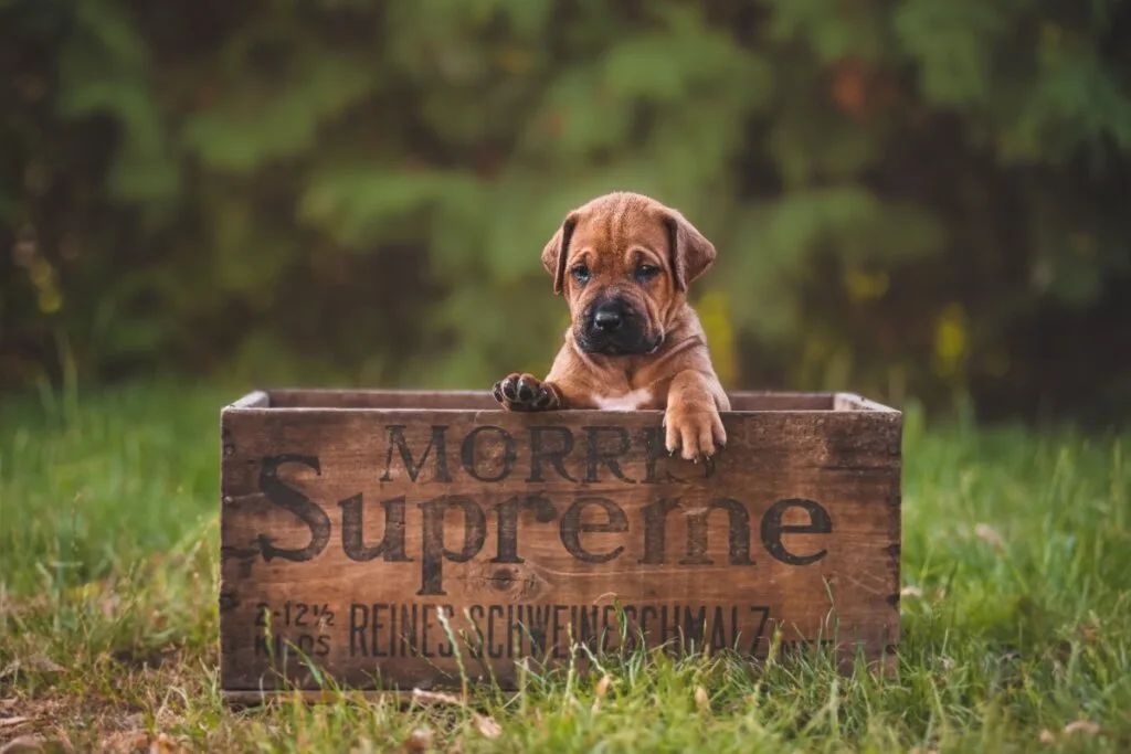 4 características do cachorro da raça tosa inu