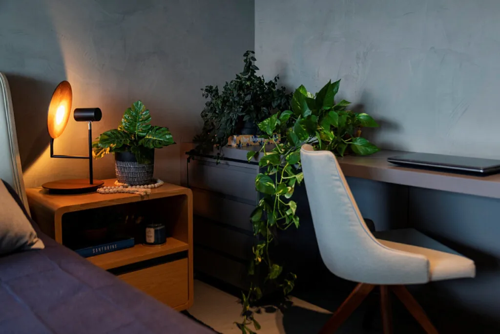 Como iluminar ambientes com plantas: 4 dicas práticas