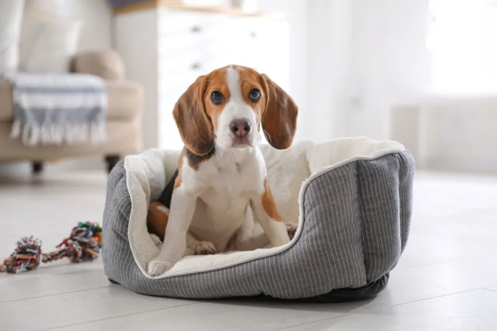 10 nomes ideais para cachorros tímidos