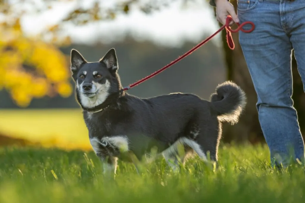 4 características do cachorro da raça pastor finlandês da lapônia