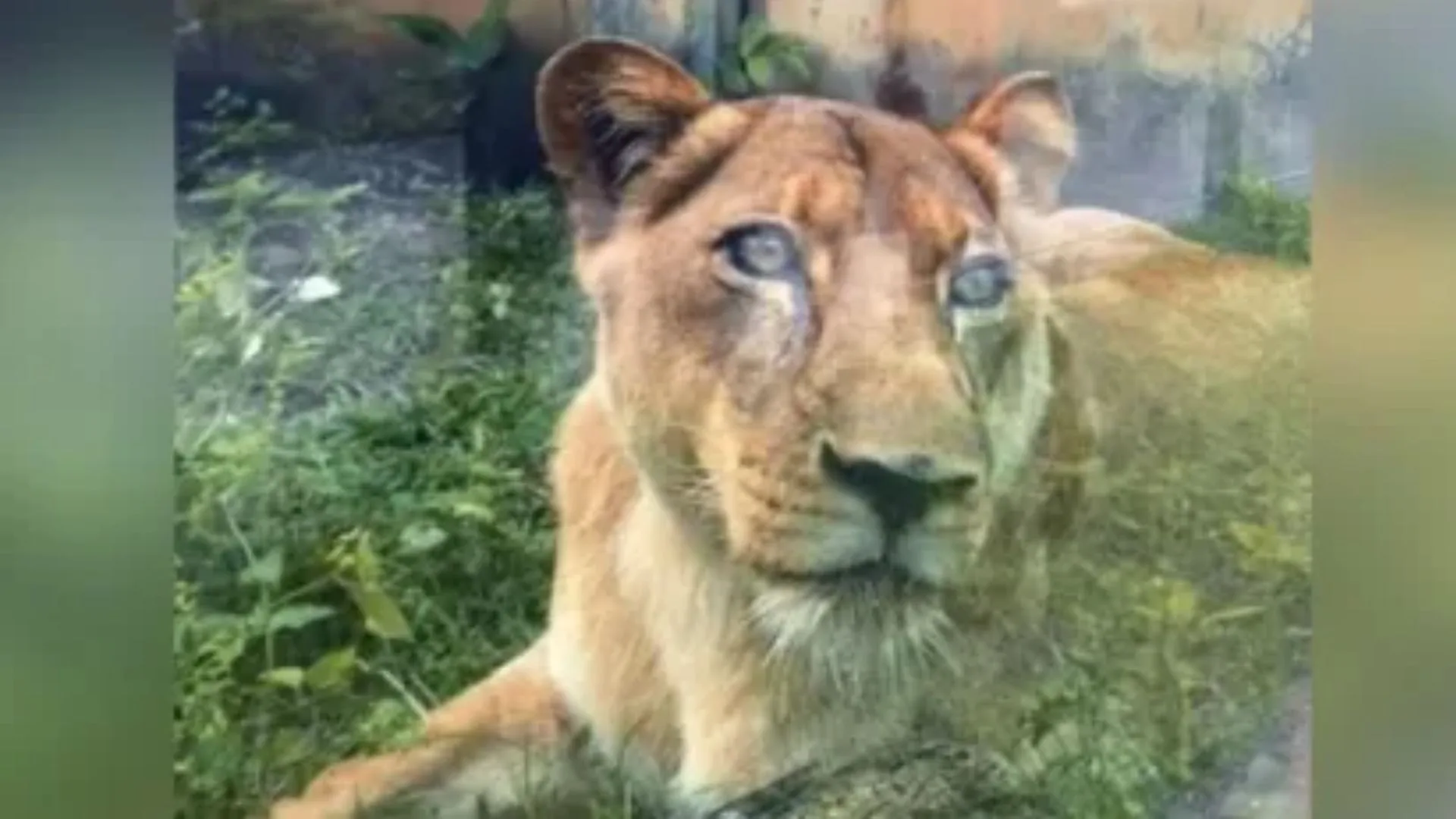 Leoa que matou jovem em zoo de João Pessoa não será sacrificada