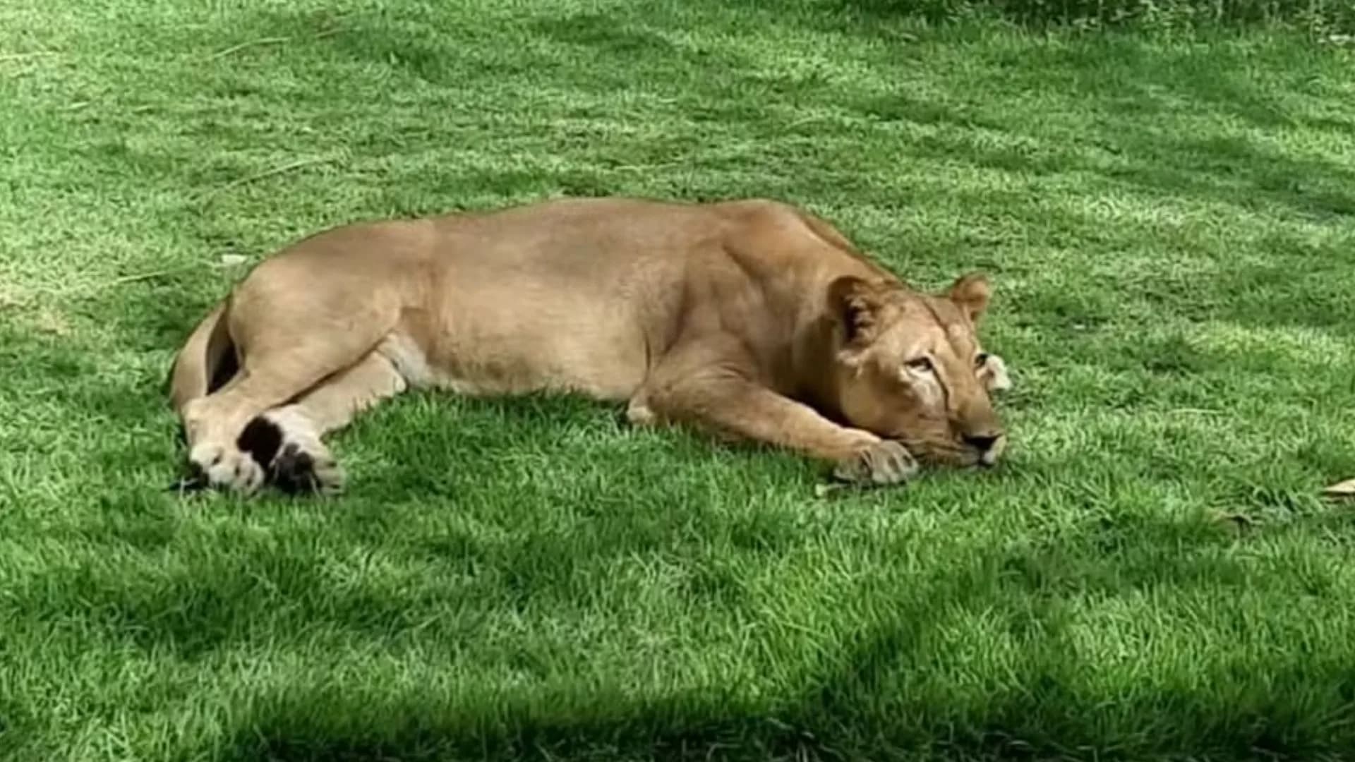 Guia revela última conversa com homem que invadiu jaula de leoa