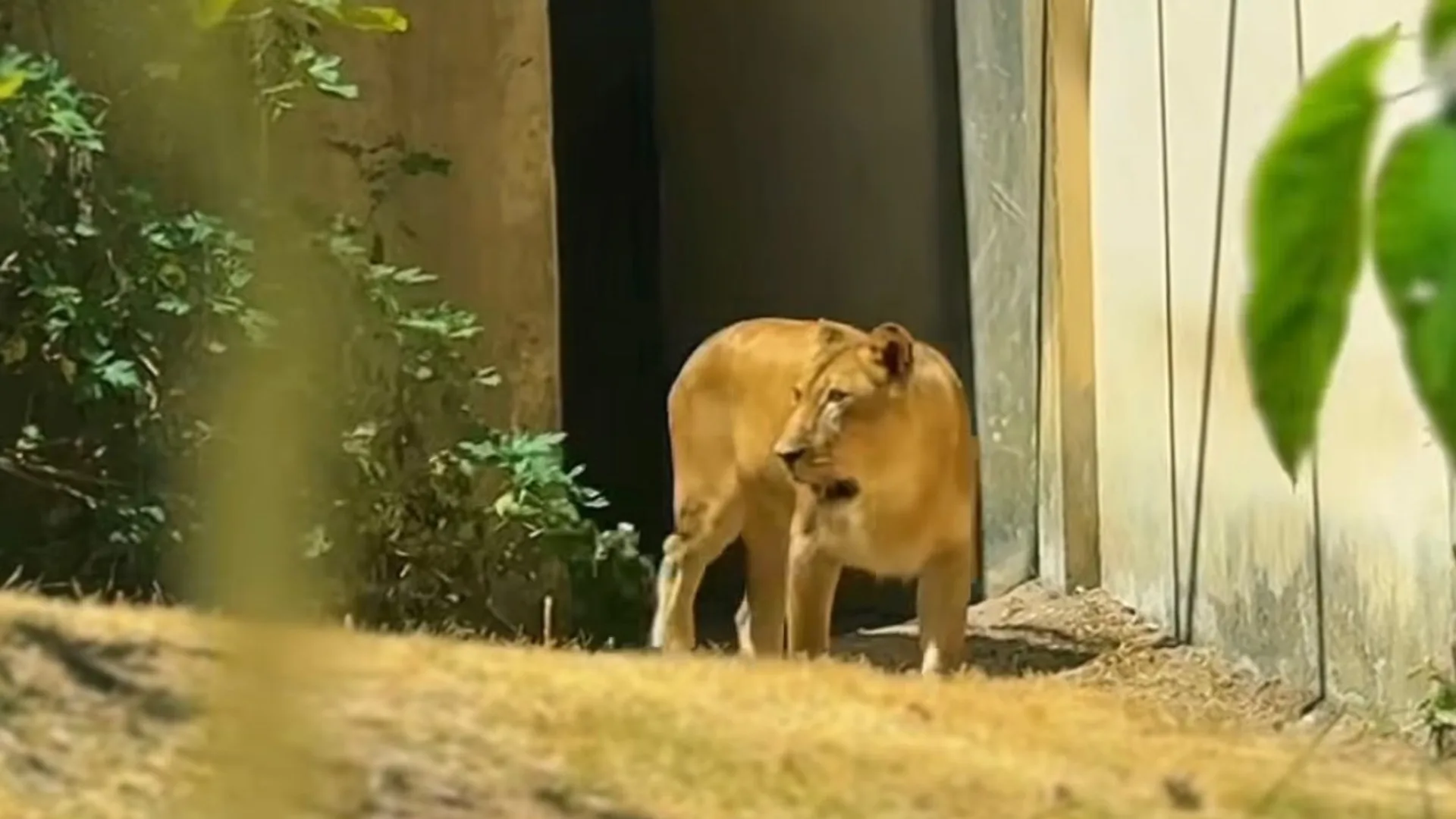 Leoa Leona retorna à jaula após ataque que resultou na morte de jovem em João Pessoa