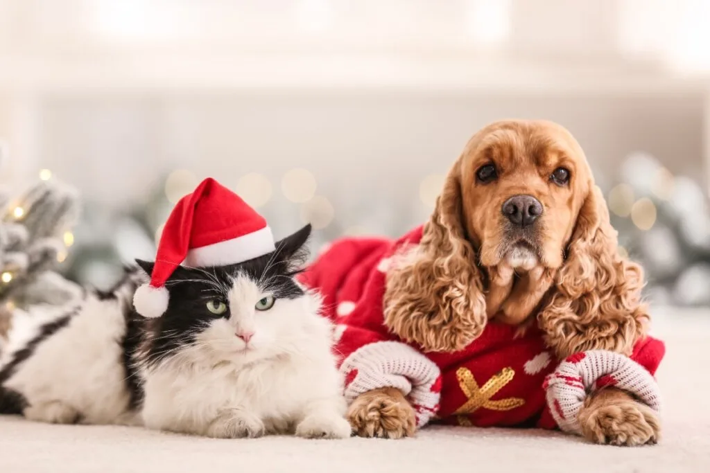O que dar de Natal para seu pet? Veja 10 ideias criativas para cães e gatos