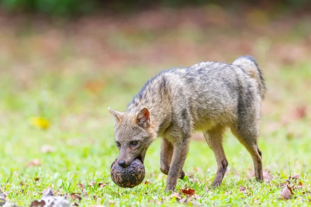 Cachorro-do-mato: conheça esse animal silvestre da América do Sul