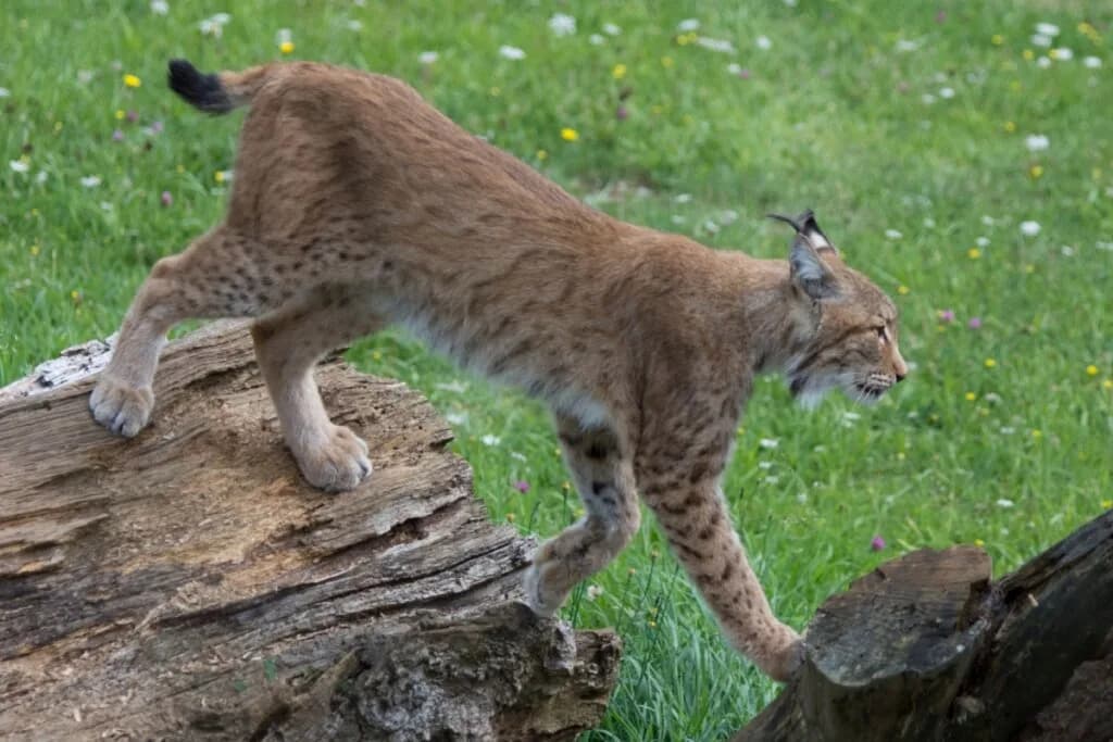 Lince: conheça esse felino com comportamentos surpreendentes