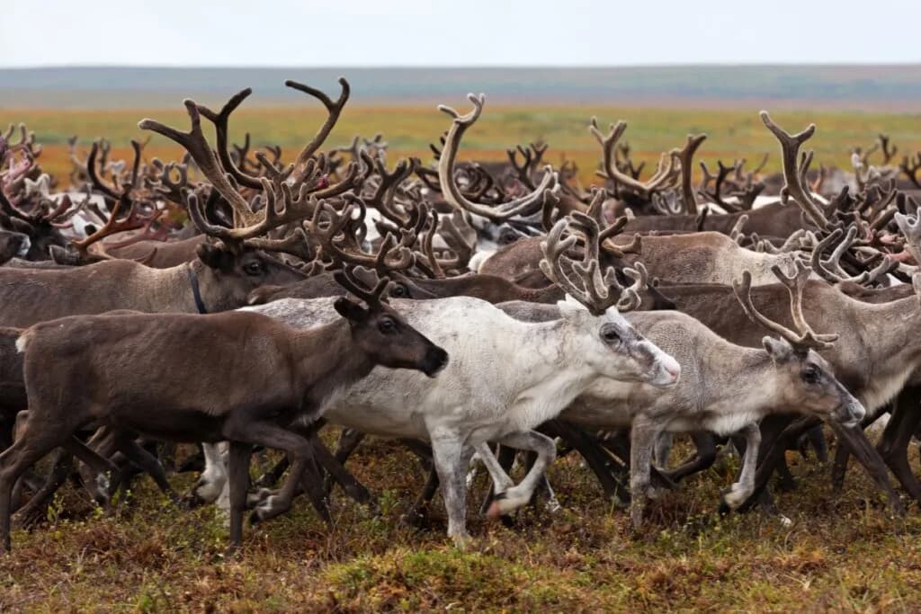 Símbolo de Natal: 7 curiosidades incríveis sobre as renas