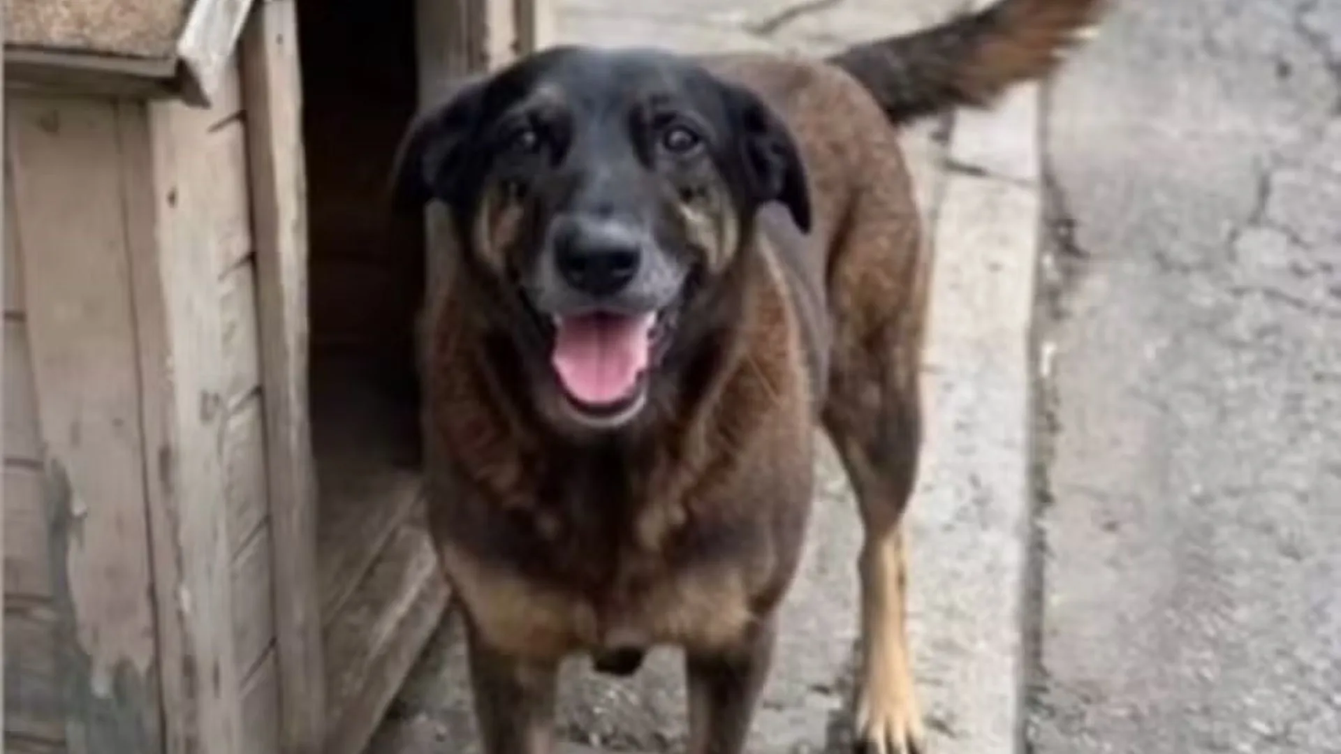 Polícia Civil cumpre mandados em operação que investiga m*rte de cachorro espanc*do