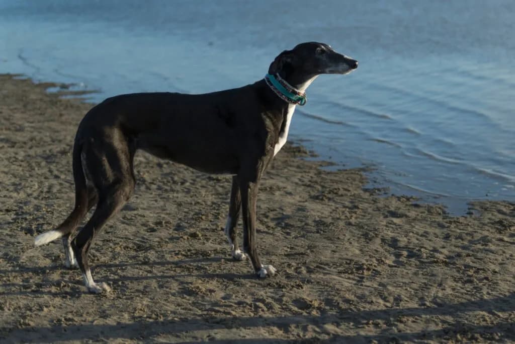 Cachorros espanhóis: 5 raças originárias da Espanha