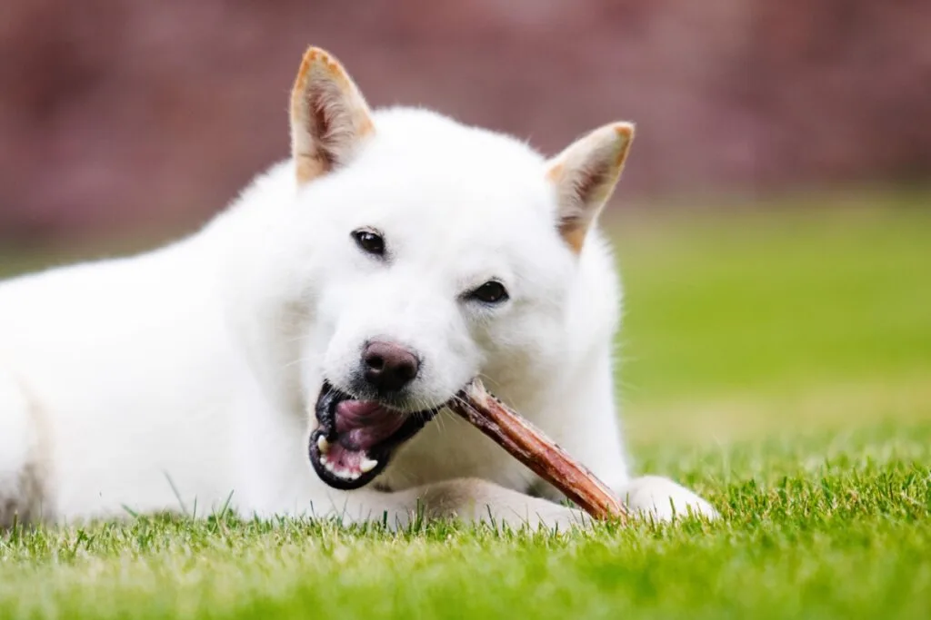 Hokkaido: conheça as características dessa raça de cachorro japonesa