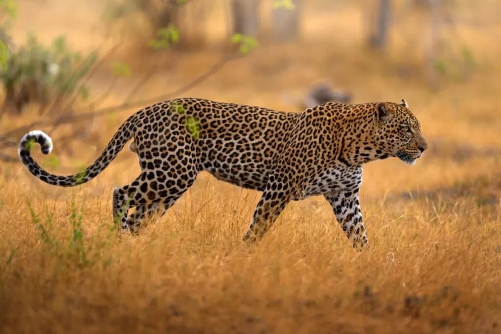 Leopardo: 10 curiosidades sobre esse felino selvagem