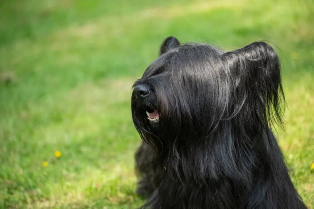4 características do cachorro da raça skye terrier