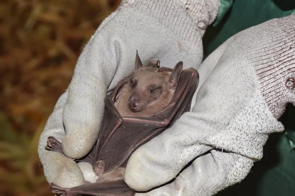 Morcegos: 10 curiosidades sobre esses animais temidos