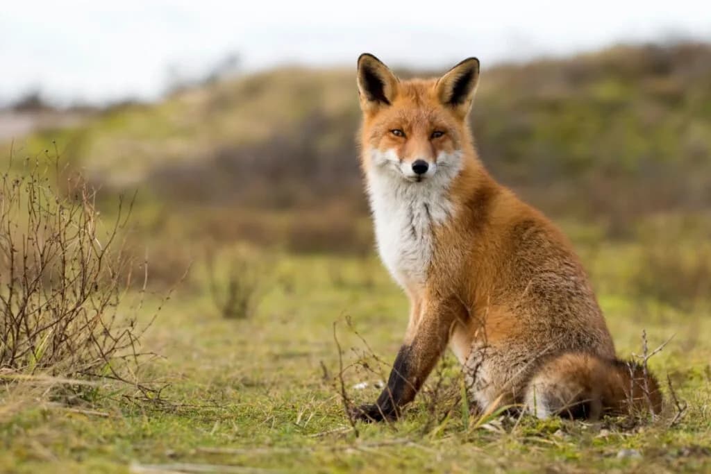 7 curiosidades interessantes sobre as raposas