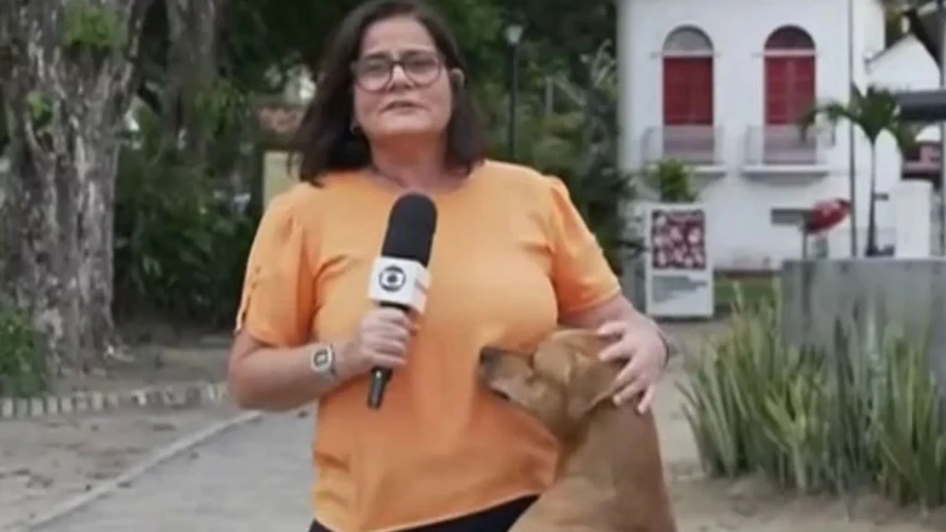 Cachorro caramelo aparece em link ao vivo e momento fofo viraliza