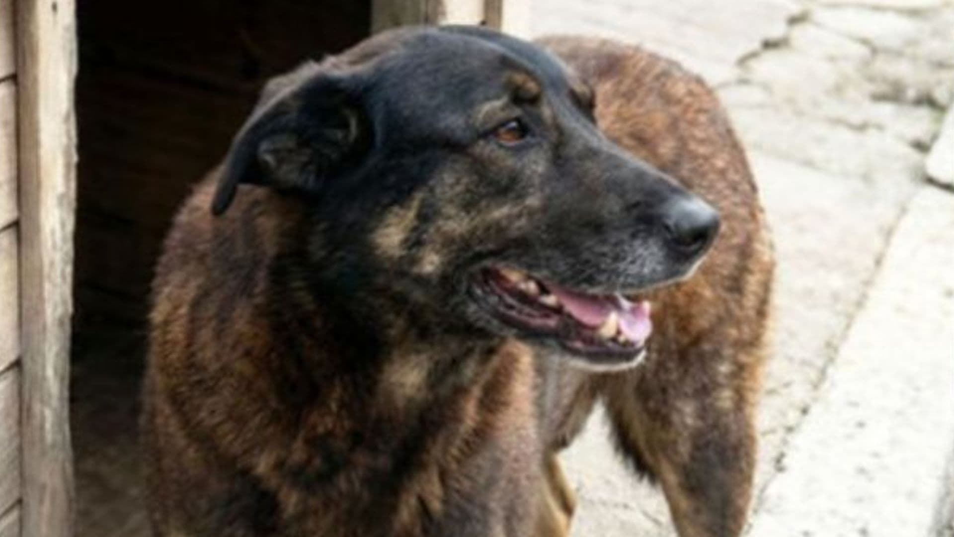 Cão Orelha: Após concluir investigação, Polícia Civil divulga vídeo explicando caso