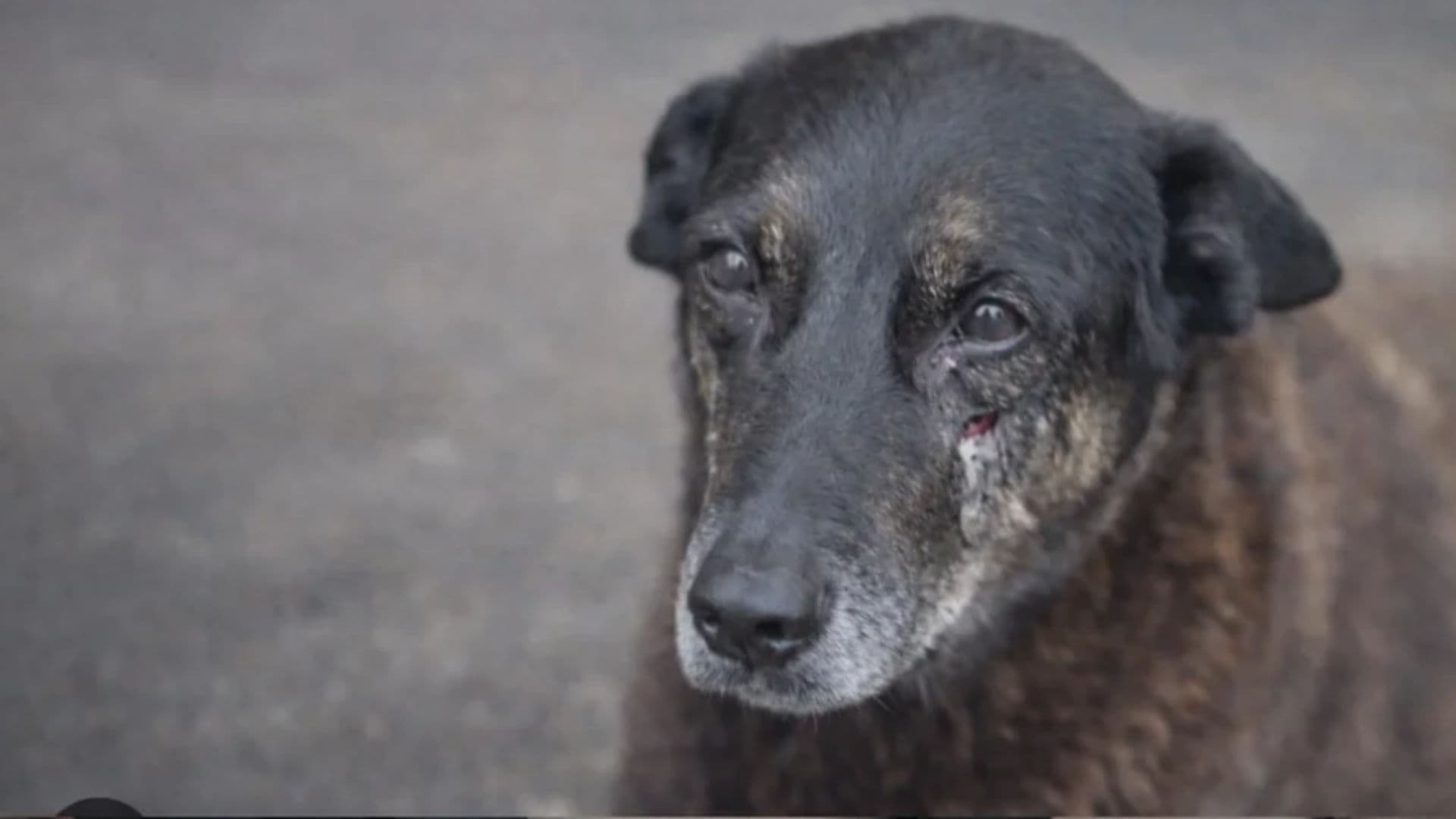 Cão Orelha: Polícia Civil descarta envolvimento de um dos adolescentes