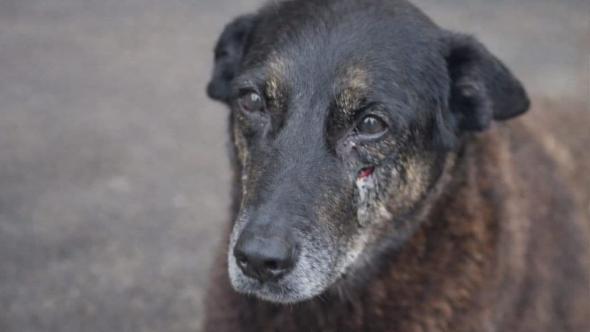 Caso Orelha: Ministério Público dá prazo de 20 dias para polícia refazer depoimentos