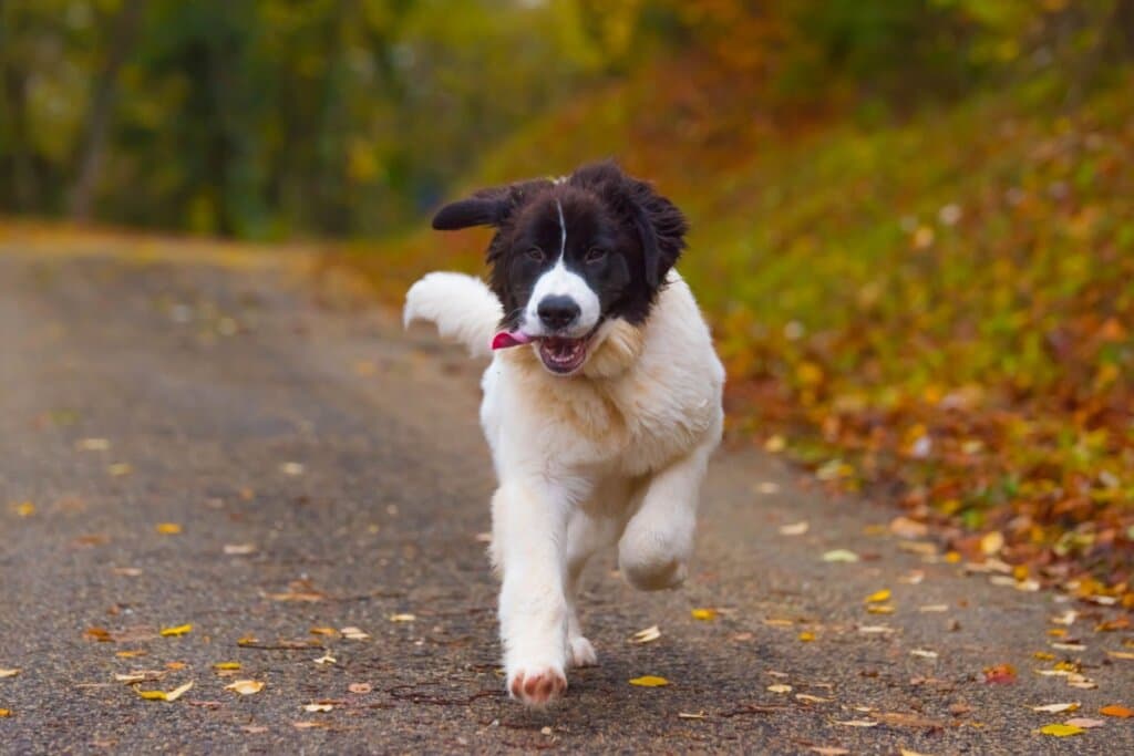Landseer: conheça as características dessa raça de cachorro