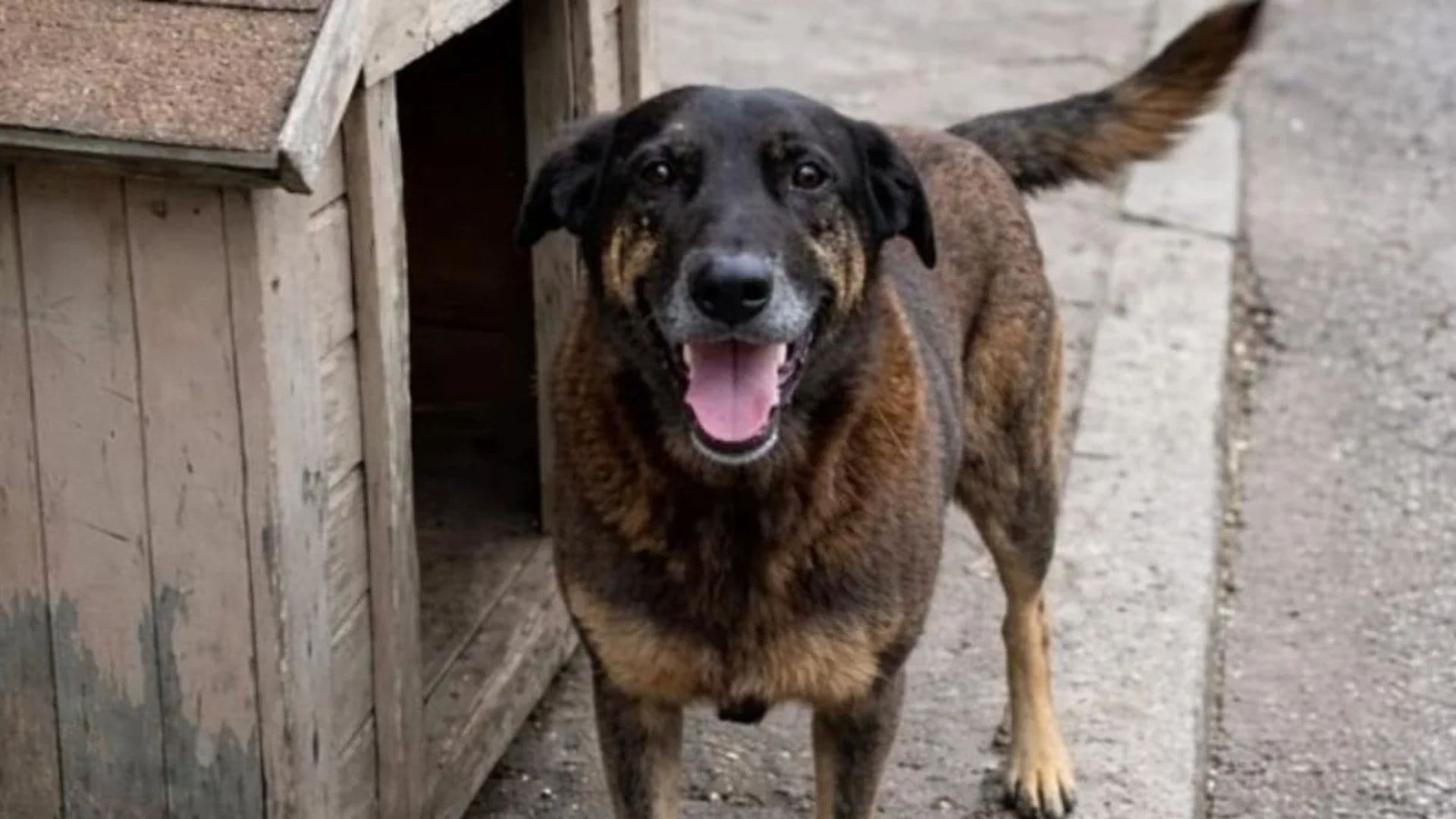 Veterinário revela estado do cão Orelha ao chegar na clínica