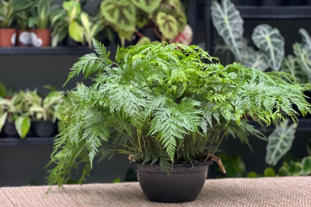 5 plantas fáceis de cuidar para ter em casa e deixar o ambiente mais verde