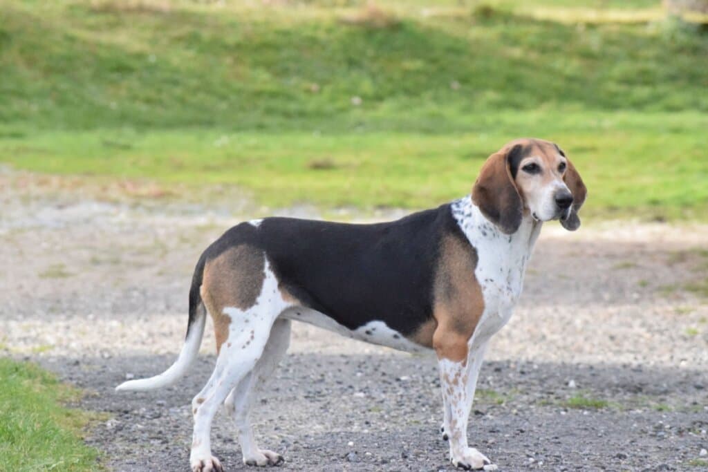 Beagle harrier: conheça as características dessa raça de cachorro