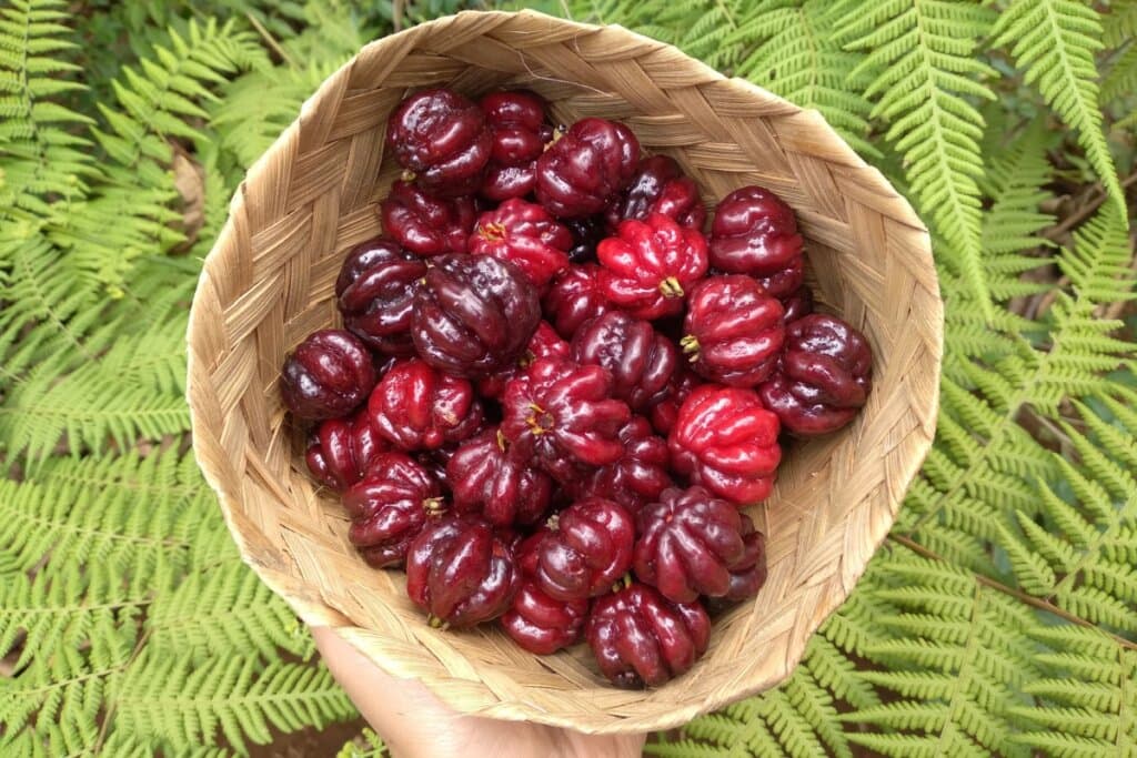 Pitanga: como cultivar em pequenos espaços e aproveitar seus benefícios para a saúde