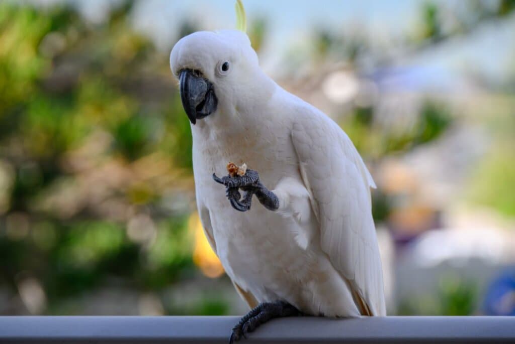 Cacatua: 7 curiosidades interessantes sobre essa ave