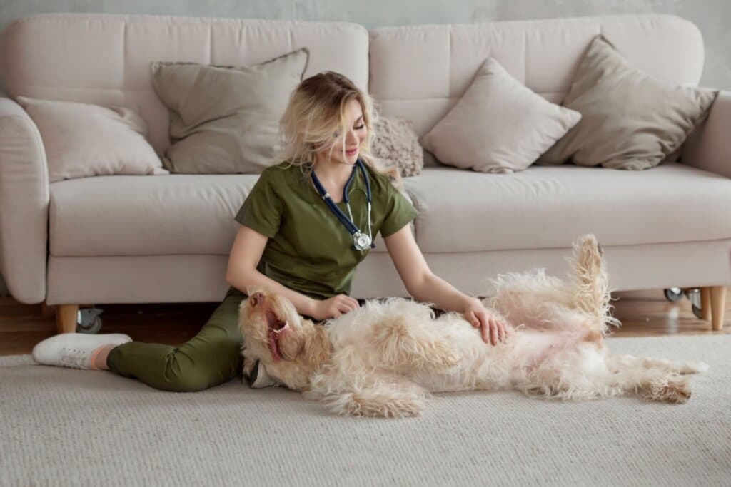 Osso para cachorro: 5 perigos do alimento para o animal