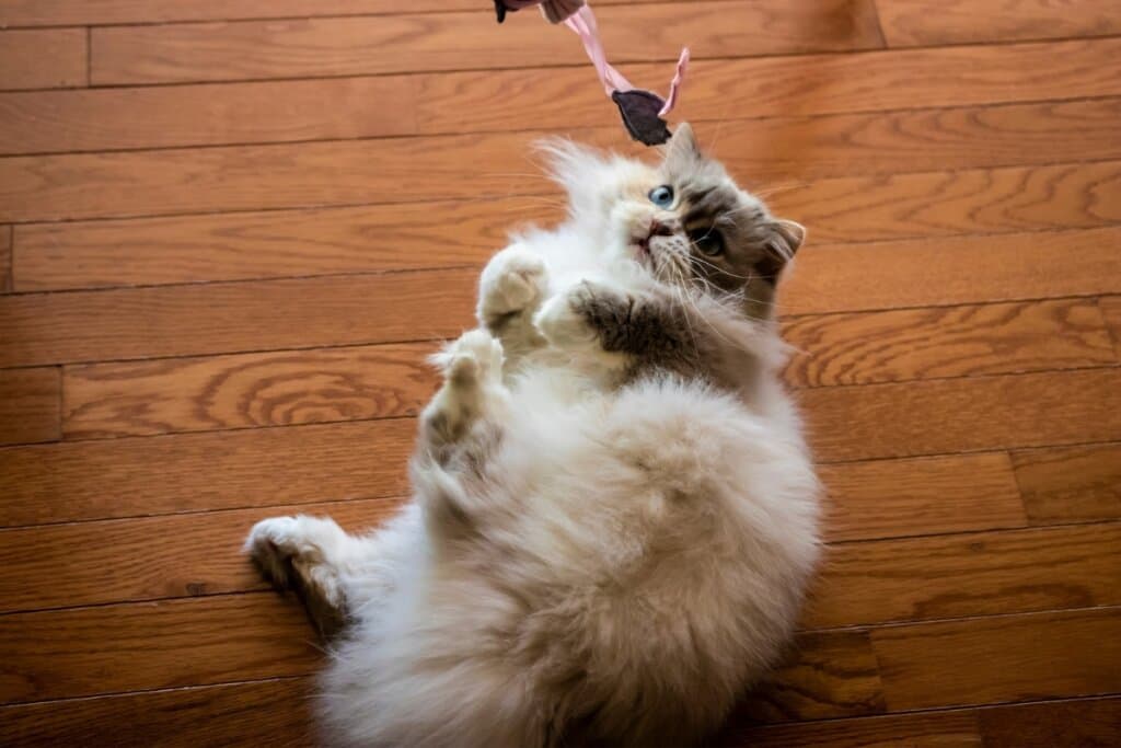 O Rei Leão: 8 nomes para gatos inspirados no filme