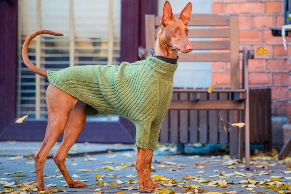 Pharaoh hound: conheça as características do cachorro dessa raça
