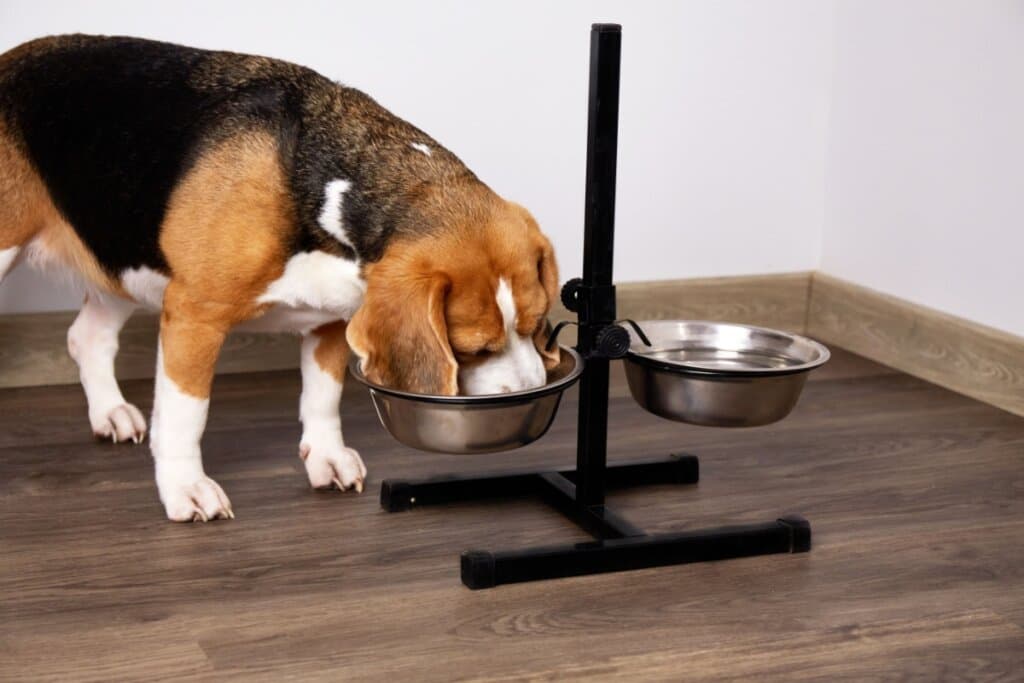 Cachorro sem fome: 6 dicas para melhorar o apetite do animal
