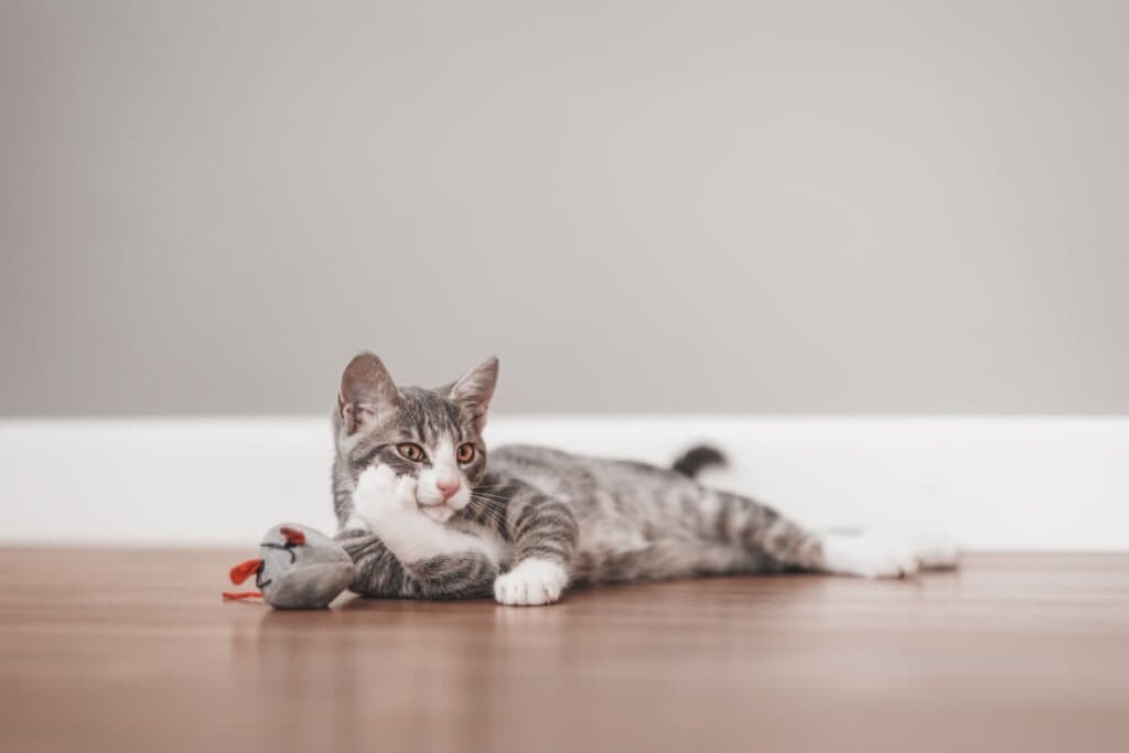 Bolsa primordial: 6 curiosidades sobre a “pelanquinha” na barriga dos gatos