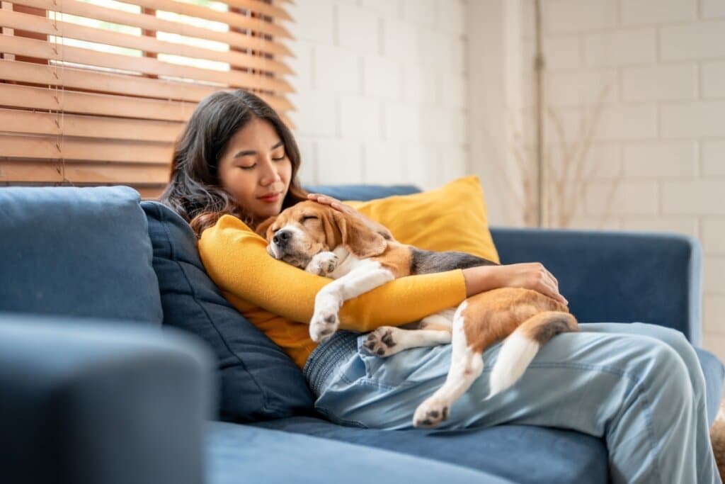 Terceira idade canina: 7 mudanças comportamentais de cachorros idosos