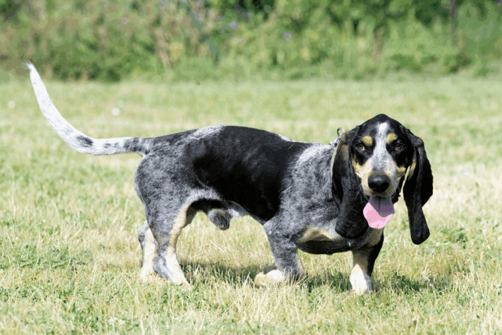 Basset azul da Gasconha: conheça as características do cachorro dessa raça