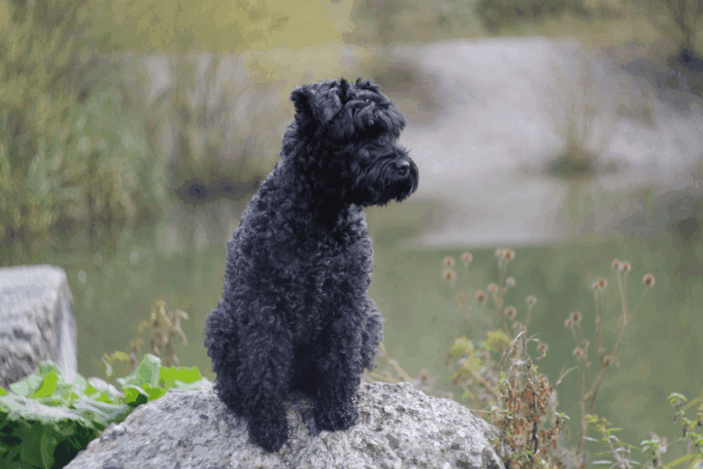 Kerry blue terrier: conheça características do cachorro dessa raça
