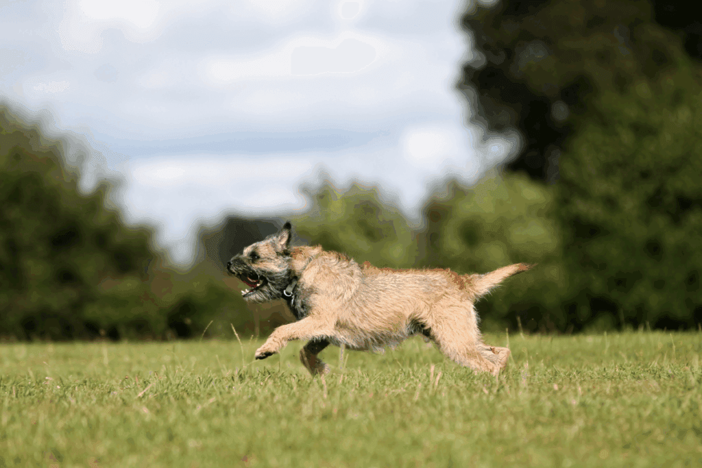 Border terrier: uma raça de cachorro que se destaca pela coragem e alegria