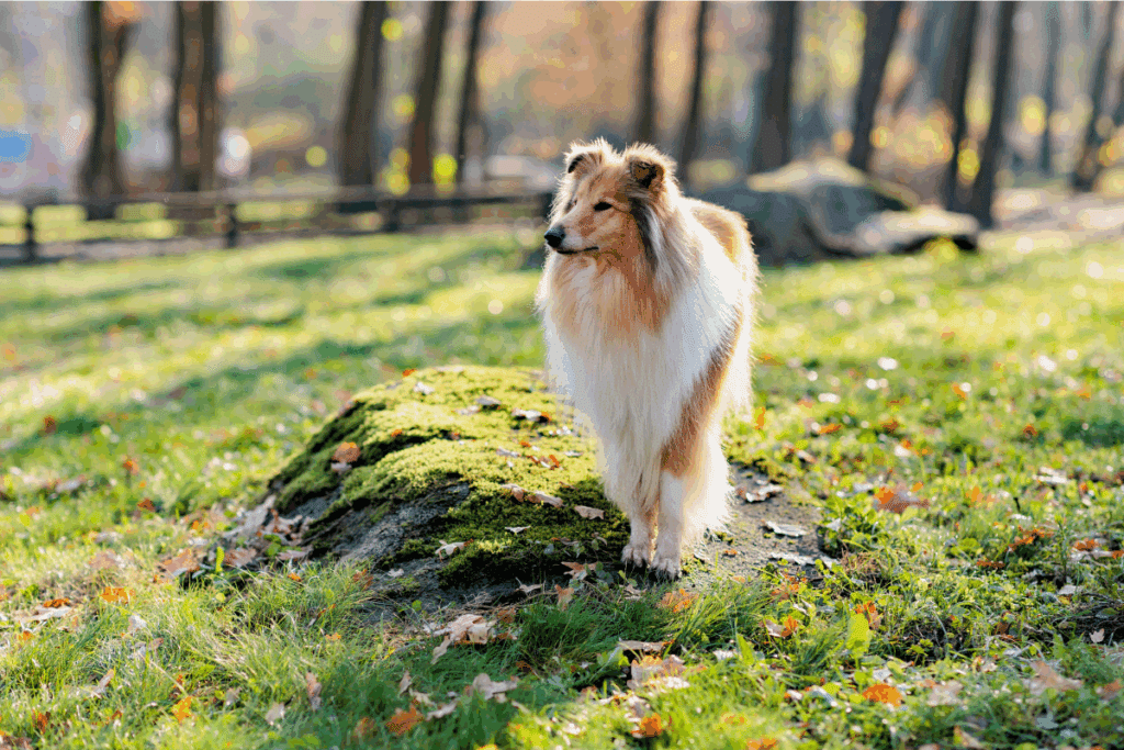 Saga Crepúsculo: veja 10 nomes para cachorro inspirados nos personagens