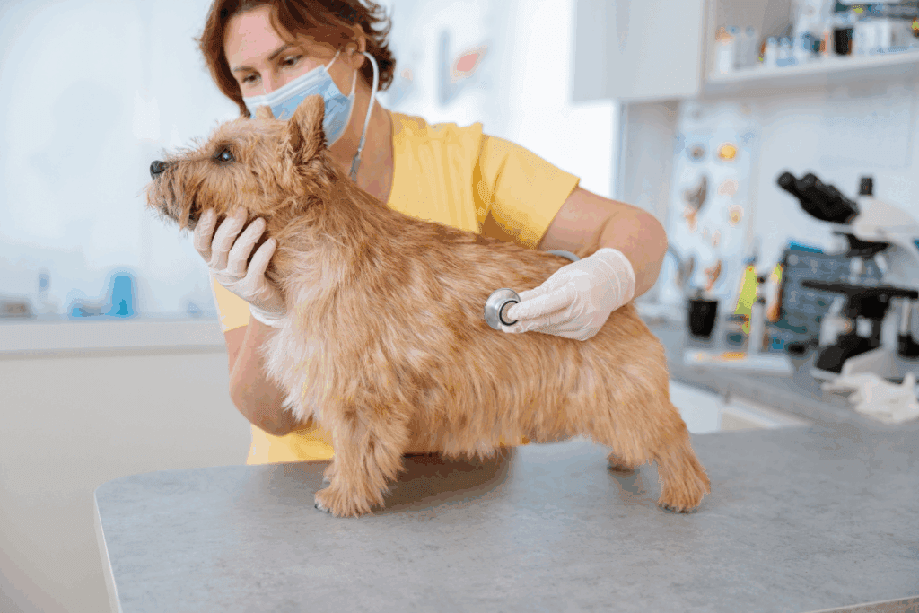 Pequeno e destemido: o norwich terrier é uma raça de cachorro que se destaca pela alegria e coragem