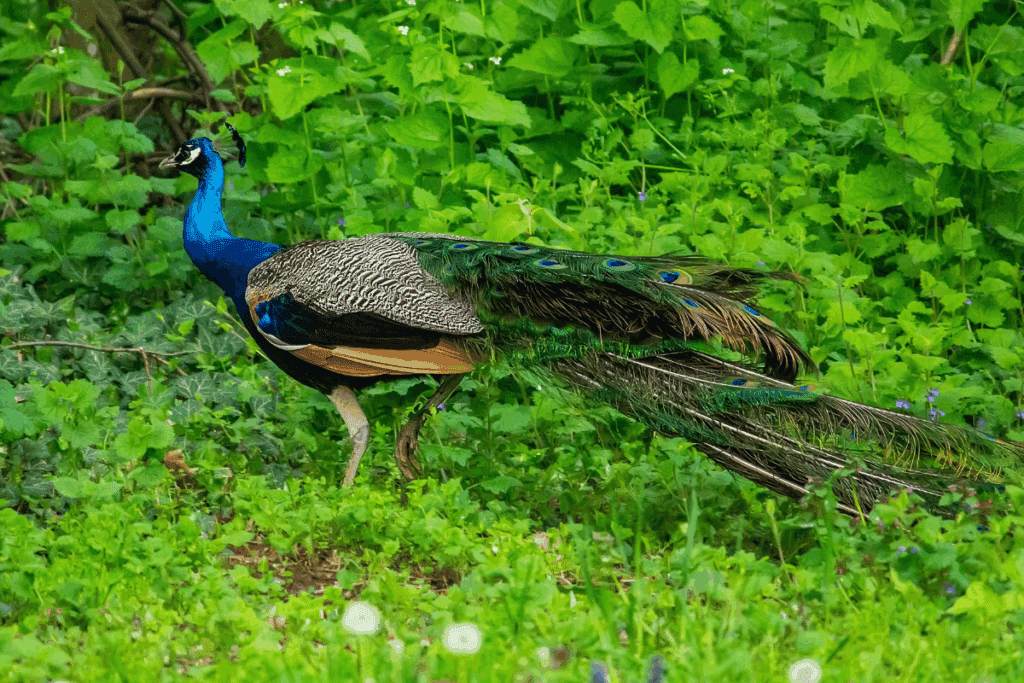 Você sabia que o pavão consegue voar? Veja curiosidades sobre a ave
